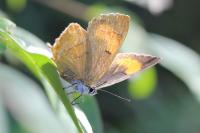 Thecla betulae