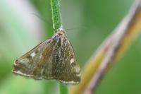Loxostege sticticalis