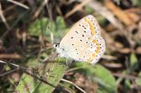 Polyommatus icarus