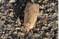 Noctua pronuba