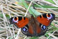 Aglais io