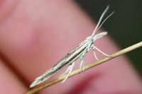 Ypsolopha mucronella