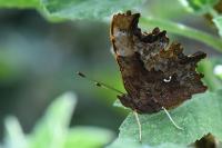 Polygonia c-album