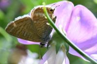 Lampides boeticus