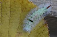 Calliteara pudibunda