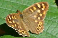 Pararge aegeria