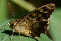 Pararge aegeria