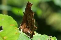 Polygonia c-album