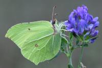 Gonepteryx rhamni