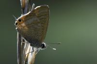 Lampides boeticus