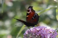 Aglais io