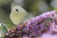 Pieris brassicae