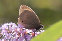 Maniola jurtina