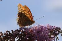 Argynnis paphia