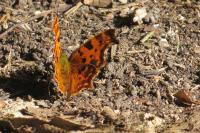 Polygonia c-album