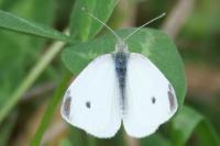 Pieris rapae
