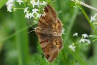 Euclidia glyphica