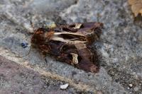 Trigonophora flammea