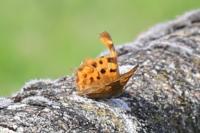 Polygonia c-album
