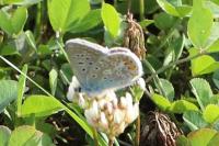 Polyommatus icarus