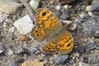 Lasiommata megera