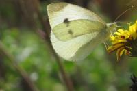 Pieris rapae