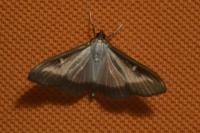 Cydalima perspectalis