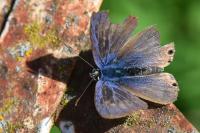 Lampides boeticus