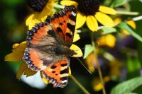 Aglais urticae