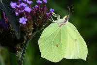 Gonepteryx rhamni