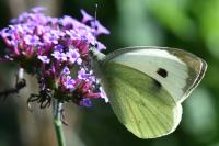 Pieris brassicae