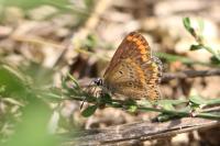 Aricia agestis