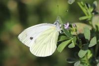 Pieris napi