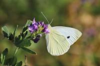 Pieris rapae