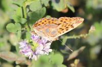 Issoria lathonia