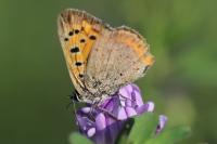 Lycaena phlaeas