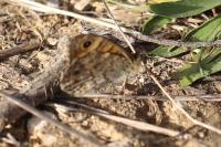 Lasiommata megera
