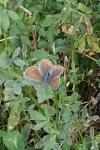 Aricia agestis