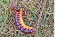 Cossus cossus