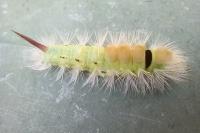 Calliteara pudibunda