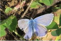 Polyommatus icarus