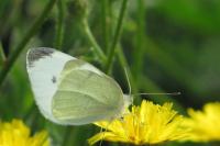 Pieris rapae