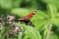 Aglais io