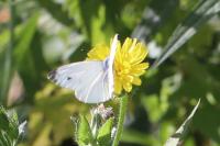 Pieris rapae
