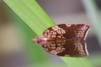 Acleris rhombana