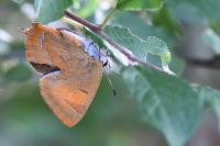 Thecla betulae