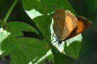 Thecla betulae