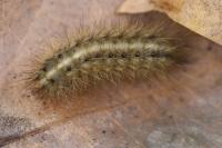 Phragmatobia fuliginosa