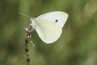 Pieris rapae
