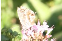 Cacyreus marshalli
